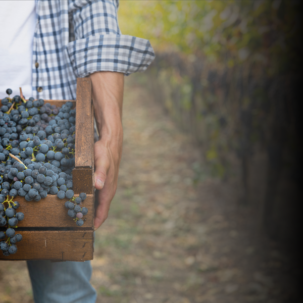 Cave à Vin